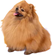 Spitz Alemão (Lulu da Pomerânia)