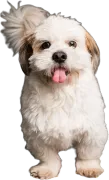Filhote de Shih Tzu