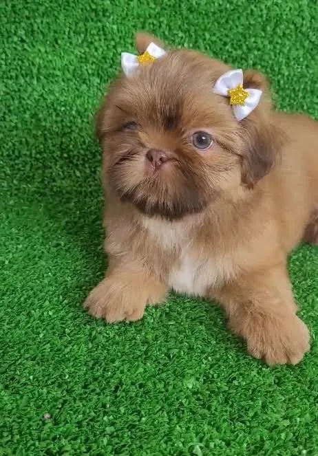 Shih Tzu