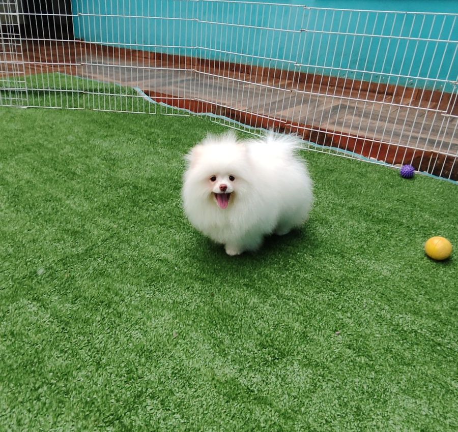 Filhote de Spitz branco e bem peludo em pé na grama sintética do cercadinho, de língua de fora e olhando para a câmera, com uma bolinha roxa e outra amarela por perto