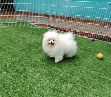 Filhote de Spitz branco andando na grama sintética do cercadinho com uma pata erguida e a língua de fora, com uma bolinha roxa e outra amarela ao fundo