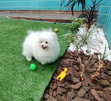 Filhote de Spitz branco na grama sintética ao lado de um canteiro com cascas de árvore, pedras brancas e plantas, com uma bolinha verde de cravinhos e uma galinha de borracha amarela