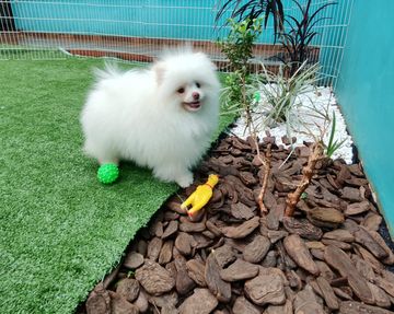 Filhote de Spitz branco na beira da grama sintética, junto a um canteiro com cascas de árvore e plantas, com uma bolinha verde de cravinhos perto da pata e uma galinha de borracha amarela