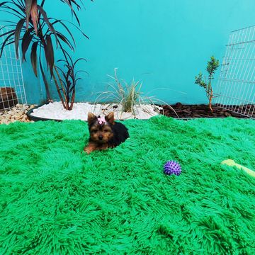 Filhote de Yorkshire com laço rosa deitado no tapete verde, em frente a um canteiro de pedras brancas e plantas junto a uma parede azul-turquesa, com uma bolinha roxa e um osso de brinquedo verde-claro por perto