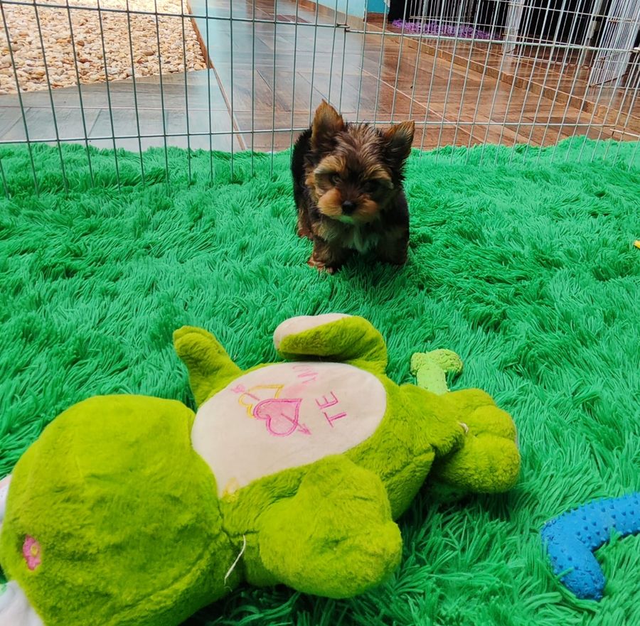 Filhote de Yorkshire de pelagem preta e castanha olhando para a câmera no tapete verde do cercadinho, com um sapo de pelúcia verde em primeiro plano