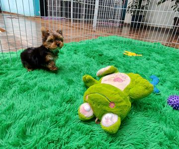 Filhote de Yorkshire sentado junto à grade do cercadinho, no tapete verde, ao lado de um sapo de pelúcia
