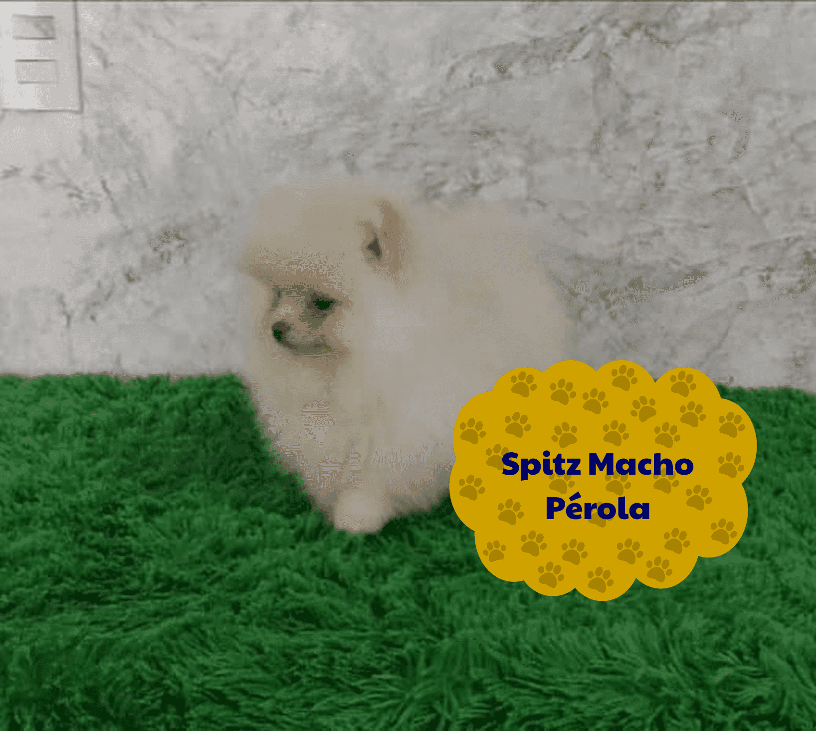 Foto de Cachorros Disponíveis