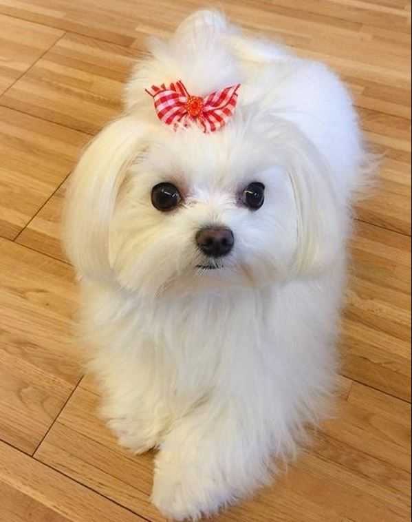 Maltês Landing Image