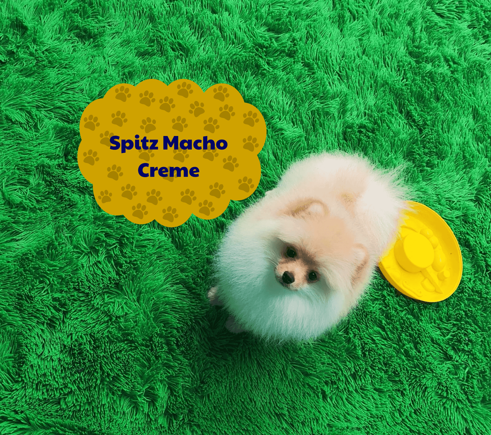 Foto de Cachorros Disponíveis