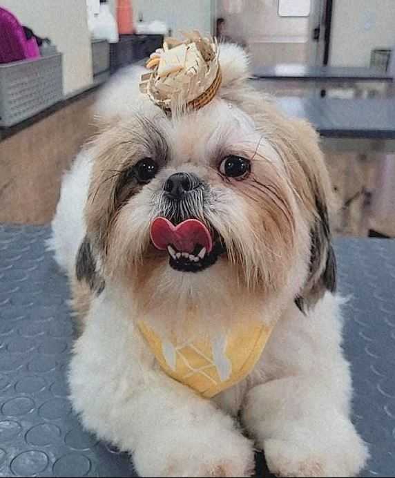 Shih Tzu Landing Image