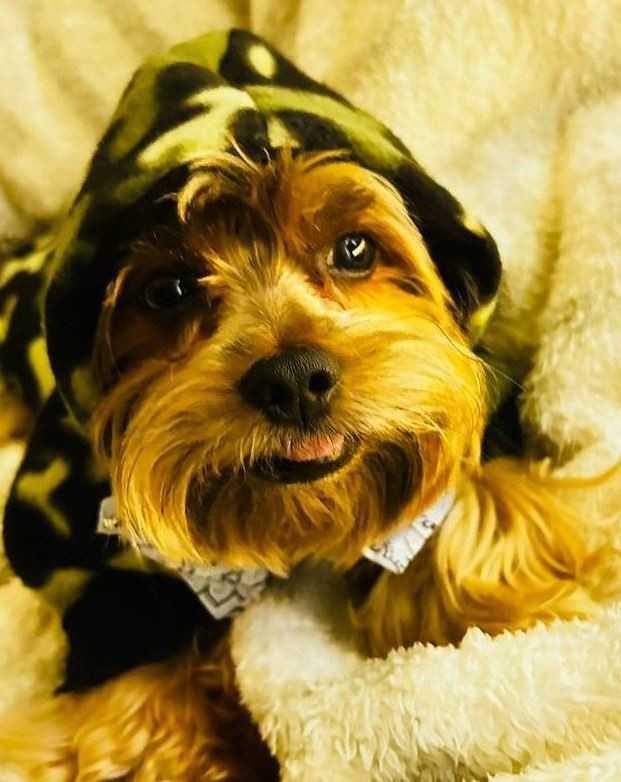 Yorkshire Landing Image