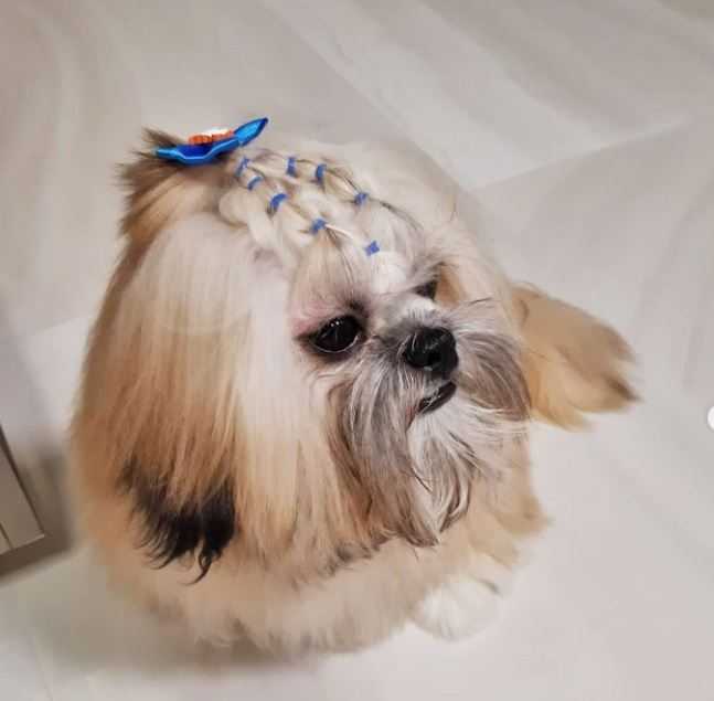 Filhotes de Shih Tzu Landing Hero Bottom Image