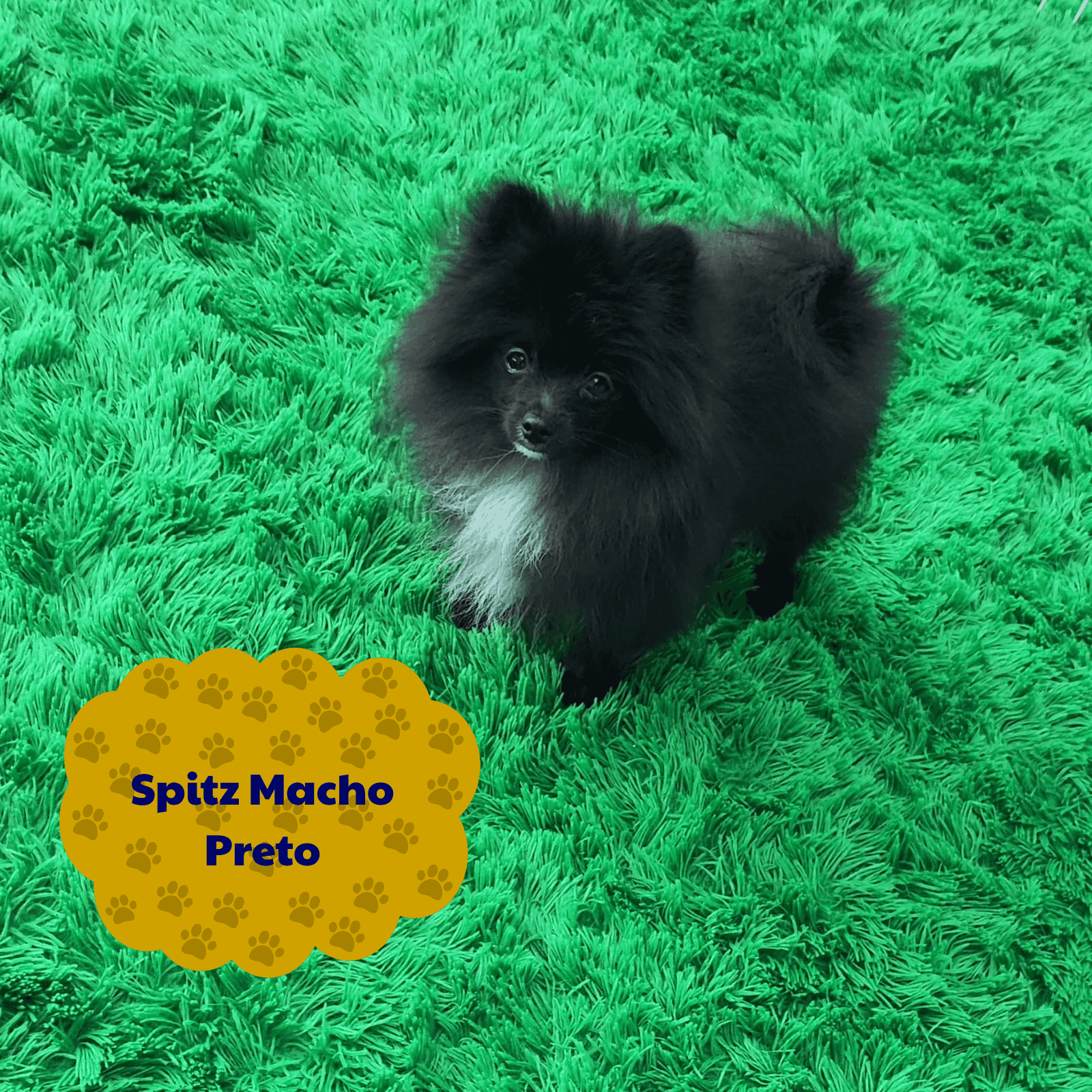 Foto de Cachorros Disponíveis