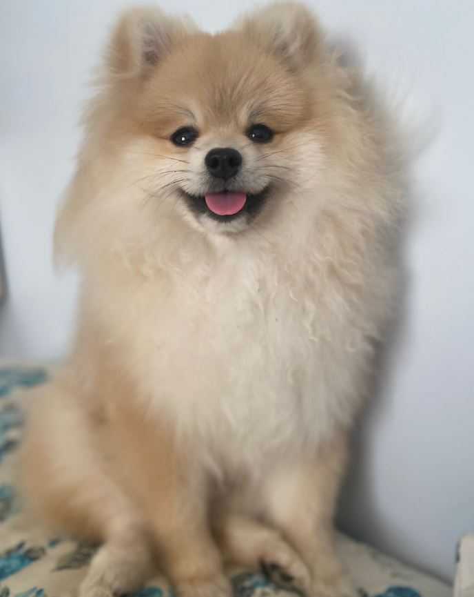 Spitz Alemão Landing Image