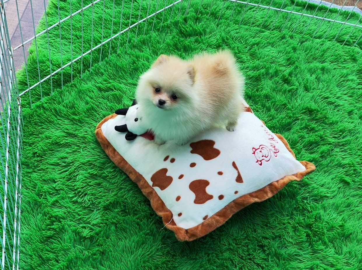 Caramel Dog
